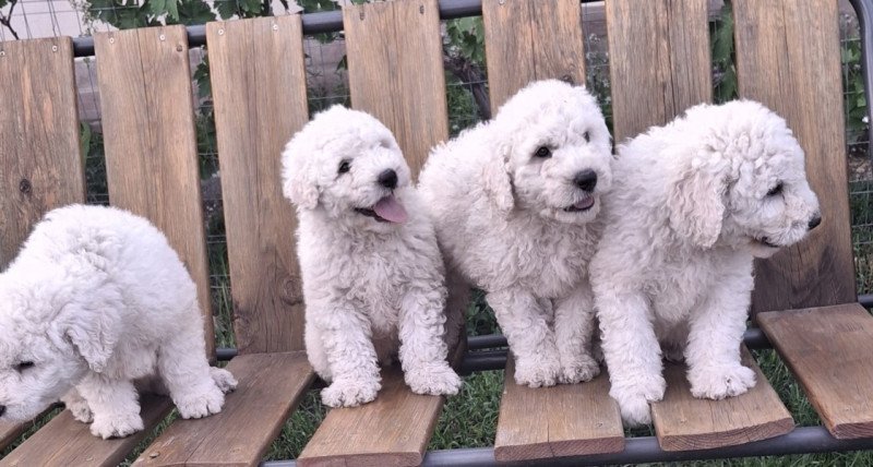 Komondor