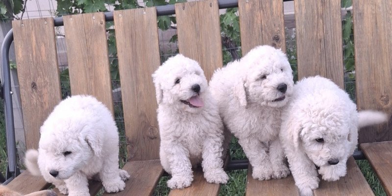 Komondor