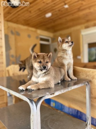 Shiba Inu kiskutyák