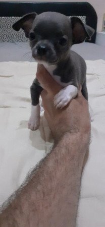 Csivava