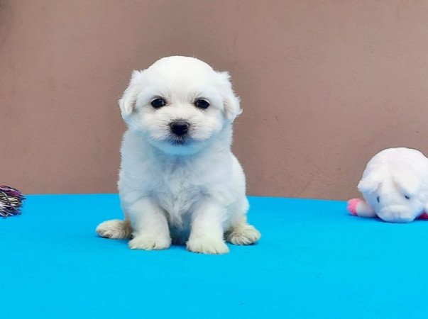 Bichon Havanese