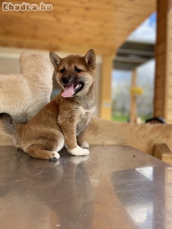 Shiba Inu kiskutyák