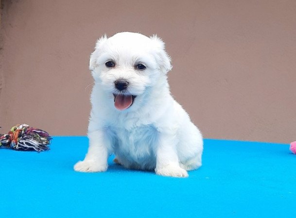 Bichon Havanese