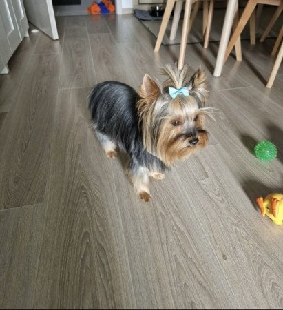 Yorkshire Terrier