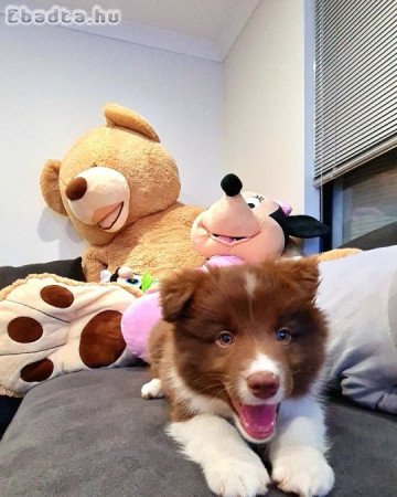 Border Collie kölykök
