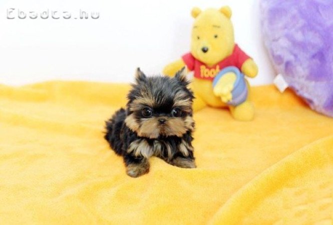 Kedves yorkshire terrier kölykök