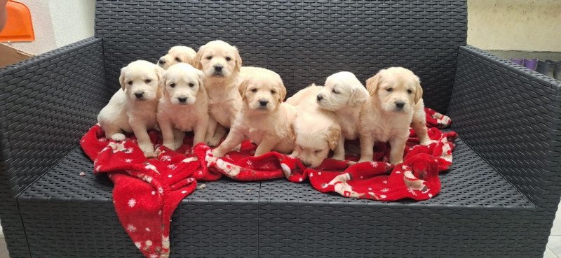 Golden Retriever