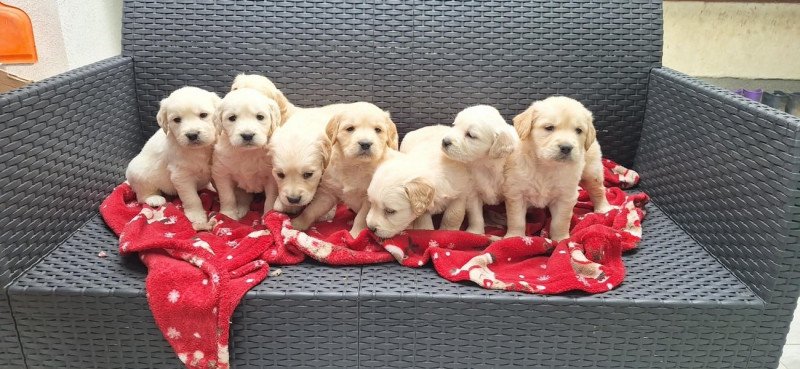 Golden Retriever