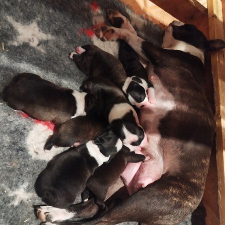Boston terrier