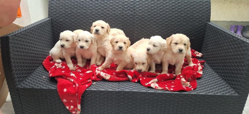 Golden Retriever