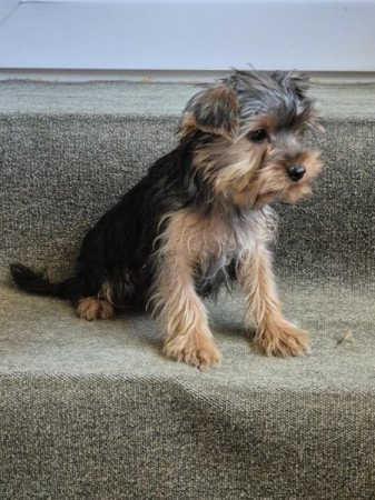 Yorkshire terrier