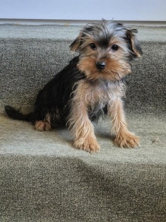 Yorkshire terrier