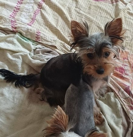 yorkshire terrier , yorky
