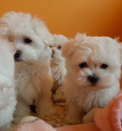 Bichon Havanese