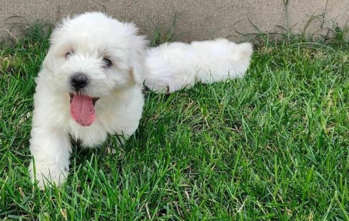 Havanese