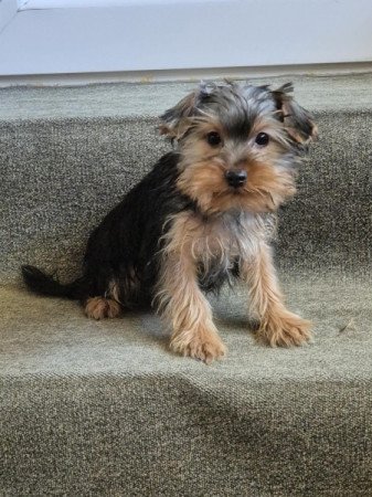 Yorkshire terrier