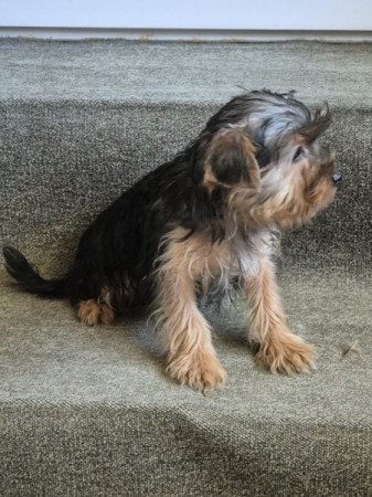 Yorkshire terrier