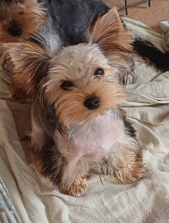 yorkshire terrier , yorky