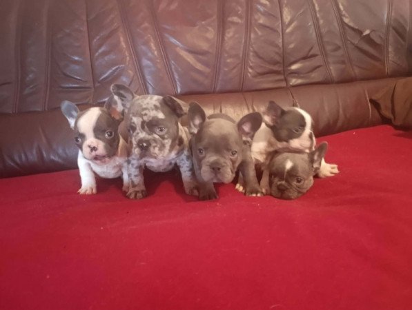 francia bulldog