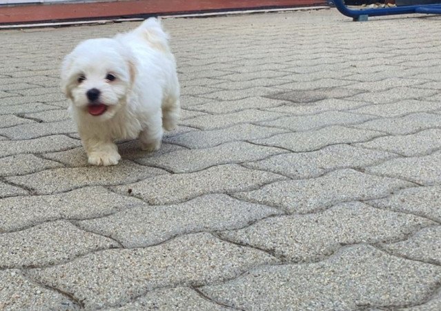Havanese