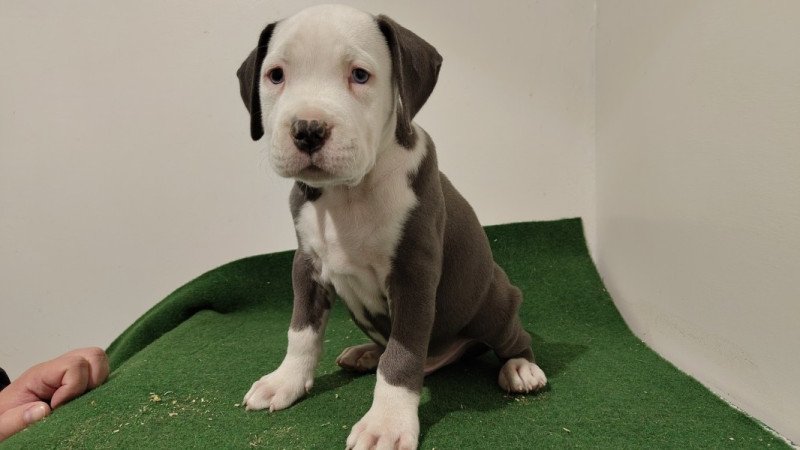 Amerikai staffordshire terrier