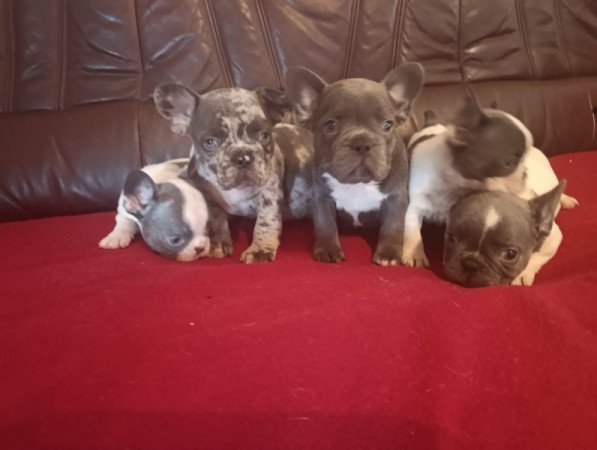 francia bulldog