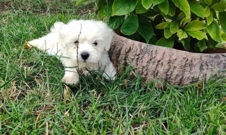 Havanese