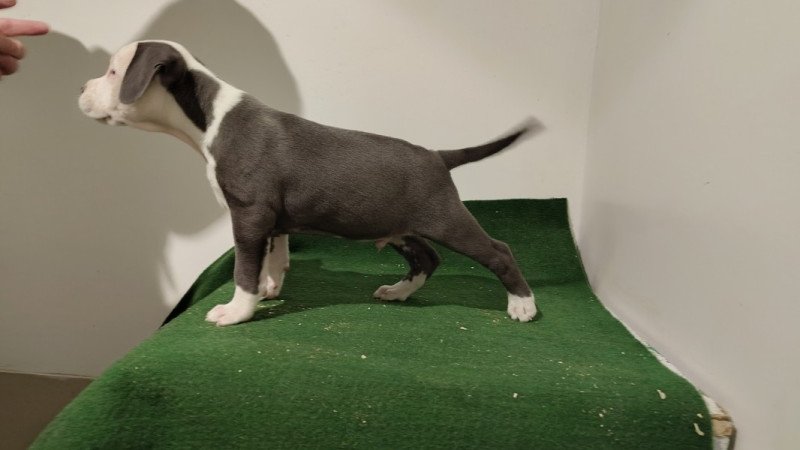 Amerikai staffordshire terrier