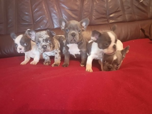 francia bulldog