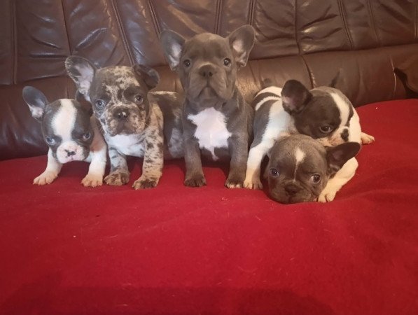 francia bulldog