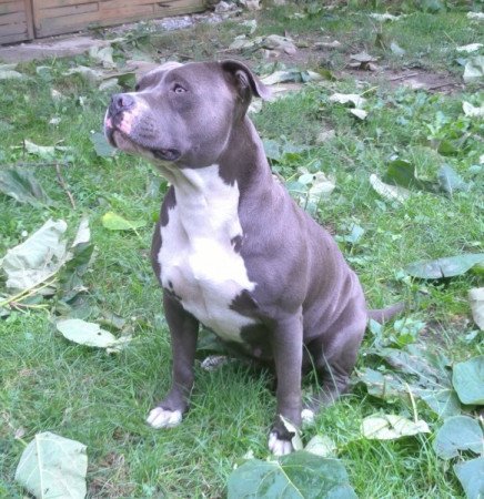 Amerikai staffordshire terrier