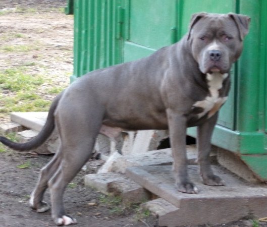 Amerikai staffordshire terrier