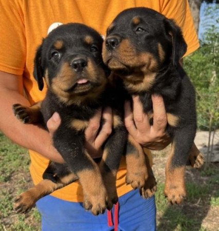 Rottweiler