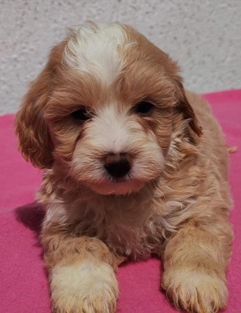 Maltipoo