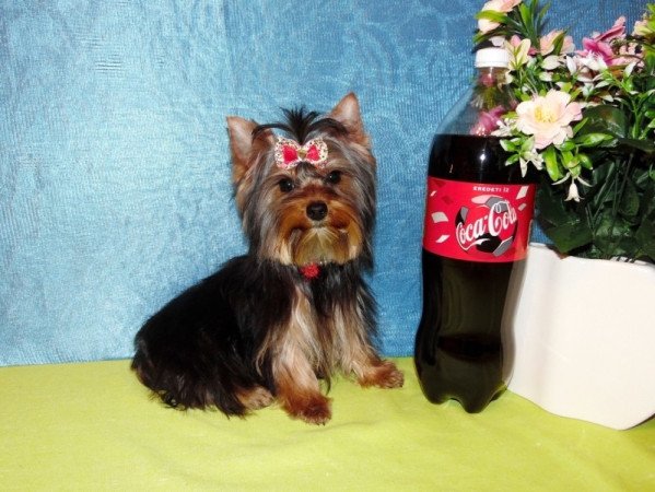 Yorkshire Terrier, Yorki