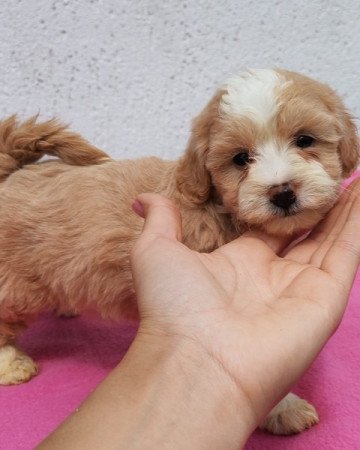 Maltipoo