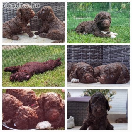 Lagotto Romagnolo kiskutya eladó