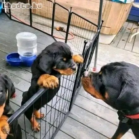 Pedigree Rottweilers for good homes