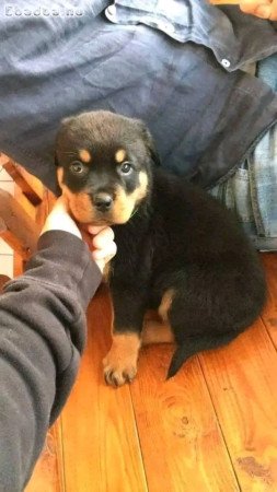 Pedigree Rottweilers for good homes