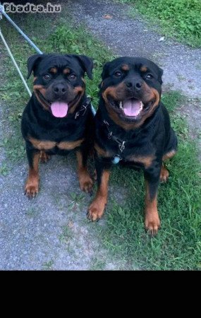 Pedigree Rottweilers for good homes