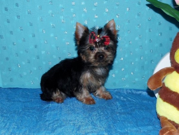 Yorkshire Terrier, Yorki