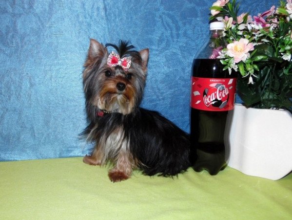 Yorkshire Terrier, Yorki