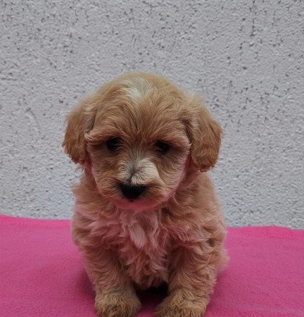 Maltipoo