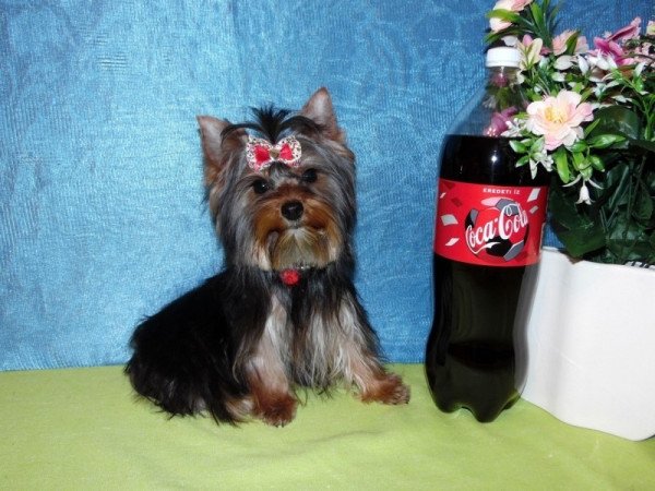 Yorkshire Terrier, Yorki