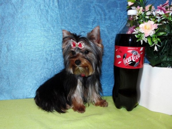 Yorkshire Terrier, Yorki