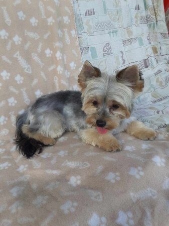 Yorkshire terrier