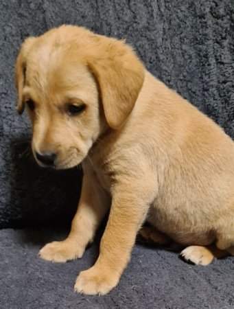 Labrador