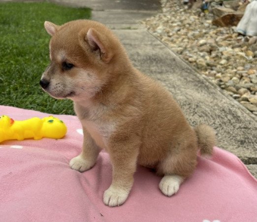 Shiba