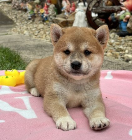 Shiba