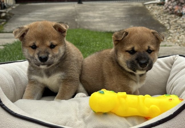 Shiba inu